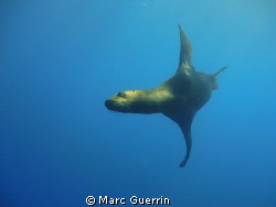 California Sea Lion at the Point dive site ,Cabo san Luca... by Marc Guerrin 